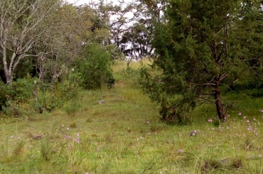 4304256397.jpg