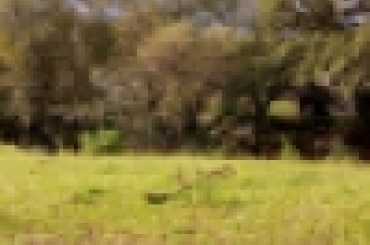 9101787442.jpg
